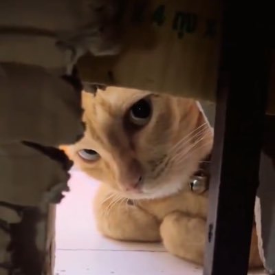 hi https://t.co/uZEQHj8VuX Support: https://t.co/zzFejJ8p9z