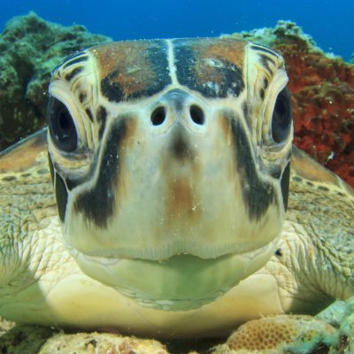 Turtuuu's profile picture. 