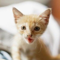 Ruby Wright (@pradeep78090263) 's Twitter Profile