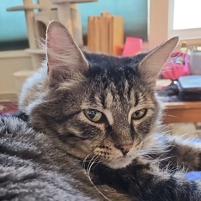 JoefoxF's profile picture. Maine Coon cat living in KC with my family.