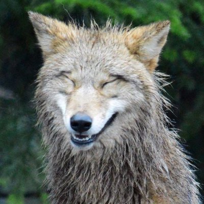 arvidsodayote's profile picture. Like a yote. He/Him
I love seeing memes and cool art. I play old videogames sometimes 

𒈝𒈝𒈝𒈝𒈝𒈝𒈝𒈝𒈝𒈝𒈝𒈝𒈝