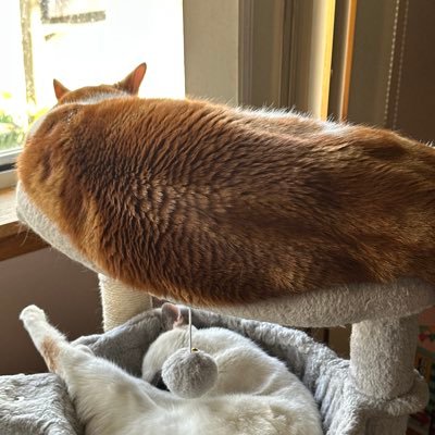 TwocoolcatStob's profile picture. Parody account. Two talking cats that have access to the internet. Roomates with a human.