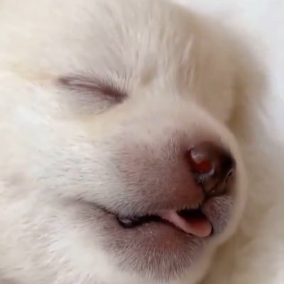 meongxe's profile picture. 