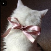 novaaaa (@etherealnovaaaa) 's Twitter Profile
