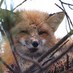 UPEI Fox (@upeifox) Twitter profile photo UPEI Fox (@upeifox) Twitter profile photo
