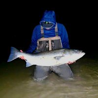 Matt (@kizk20) 's Twitter Profile