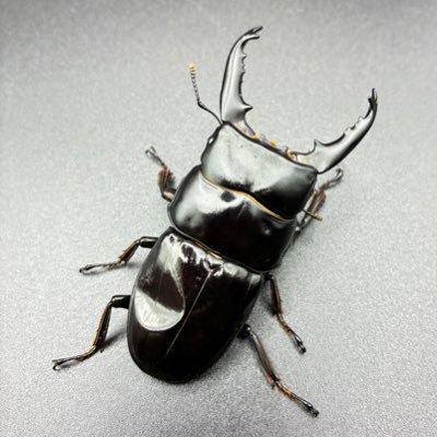 ひぢり@くわがた用