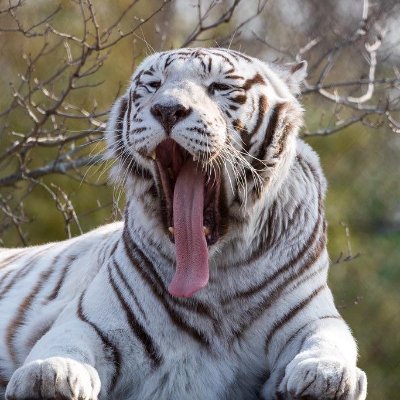 dogsoldier1999's profile picture. Nationalist