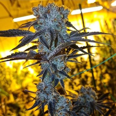 BIG 420🍃 Gang up real EXOTICS is here yap in📽🗣 💨💨
