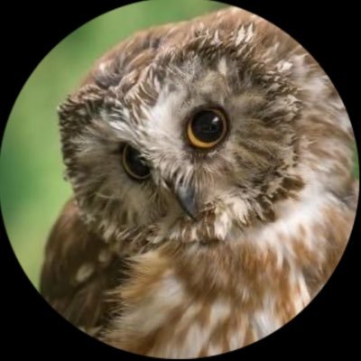 4loveandgiggles's profile picture. this page is owned by P Giggles