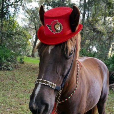 RubensBeardness's profile picture. Chabot Horseposter #GoSensGo #MUFC #LightsUpLetsGo #WeTheNorth “go bills”