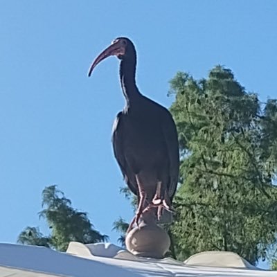 BetoMeliah's profile picture. #Niolvidoniperdón En batalla cultural permanente. Clarin miente, mintió y mentirá, siempre.