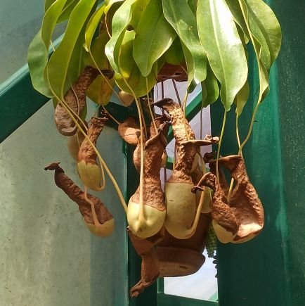 jungleTatte's profile picture. ...