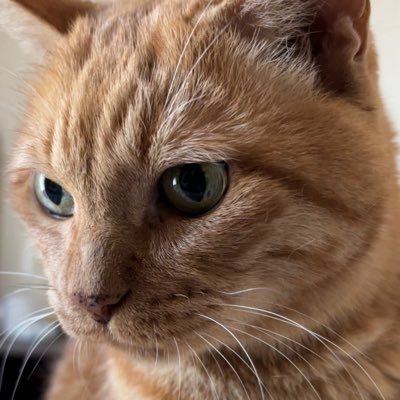 動物、特に猫に関する事件や情報を中心に発信してます。動物虐待は犯罪です。DM返信しません。いつだって猫の味方。
