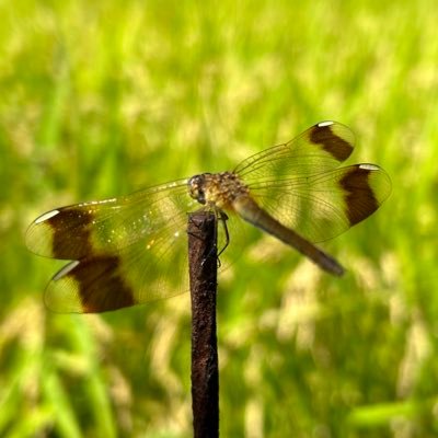 5PDT8Elzzb56751's profile picture. いつか空を飛びたいです。