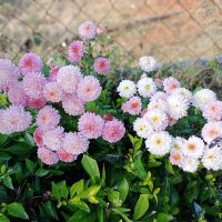 Alone life (@alonelife059) 's Twitter Profile