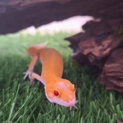 kou0825mizu0929's profile picture. ミニ四駆やってる親子ですが…息子社会人になり、息子がミニ四駆レースでは、レアキャラ化してきました💦

多趣味？
１００均ジオラマ🌿
ガジュマル🌿
レオパ・ニシアフ🌿