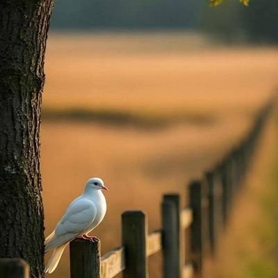 wyld_nayf's profile picture. صلى الله على نبينا محمد وسلم