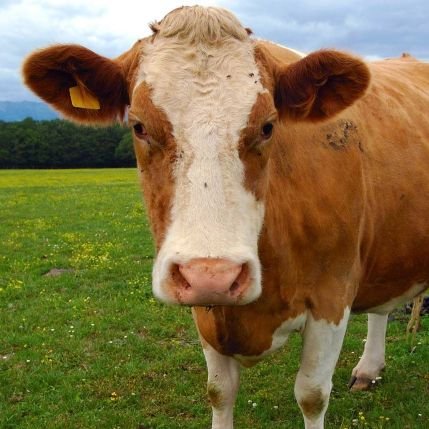 Cow Profile