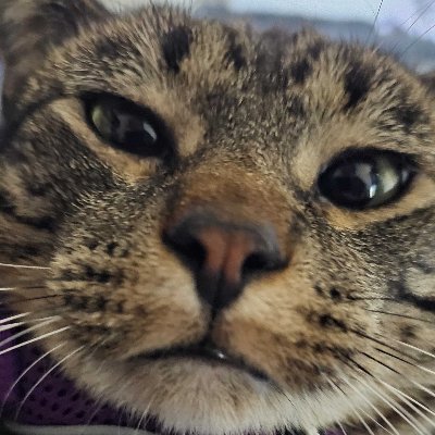 GhostlyFaker's profile picture. 