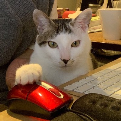 Japanese 🇯🇵 | Illustrator & Designer 🎨 | Student 📚
Cat lover 🐱 | Ducati rider 🏍️ | Love traveling 🚗✨
Learning English 🌏 | IG: ff9393