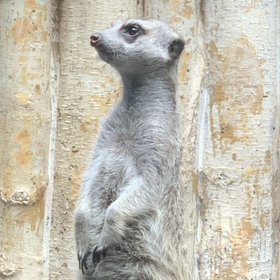 本や映画が好物/元教員/隠居/
ほとんど趣味ですが、Amazon kindleストアでは国立国会図書館のデジタルライブラリーの保護期間終了(パブリックドメイン)の本を読みやすくして提供しています。