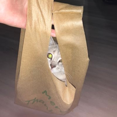 idontknowp9's profile picture. introvert psychologist