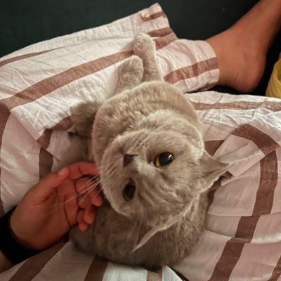 YuHekal's profile picture. a confused curious person who retweets a lot of art and animals.. المجد للمجهولين .. .. اقروا لماما الفاتحة .. - 🇵🇸 🇸🇩🇸🇾🇾🇪 🇨🇩 & Tigray Region -