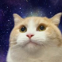 ねこ (@nekomimihead) 's Twitter Profile
