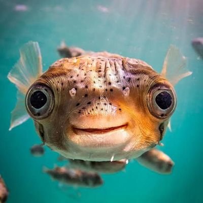 Home of the deep blue and its silent wonders 🌊🐡.No content own
Dm for credit/ removal