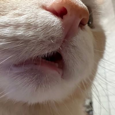 私たちは3つの方法で知恵を学ぶことができます。1つ目は、最も高貴な反省です。2つ目は、最も容易な模倣です。3つ目は、最も苦い経験です。人類の間で愛💕を分かち合い、苦い経験を避け、世界🌎がより良い場所となるようにしましょう。🎌⛩️🏯