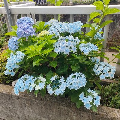koubunasa's profile picture. 日本史、日本文化、アートが好き🎨/2021年10月〜放送大学(人間と文化)/学ぶ事が好きです🌱