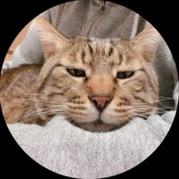 ににむ (@ninim_jp) 's Twitter Profile
