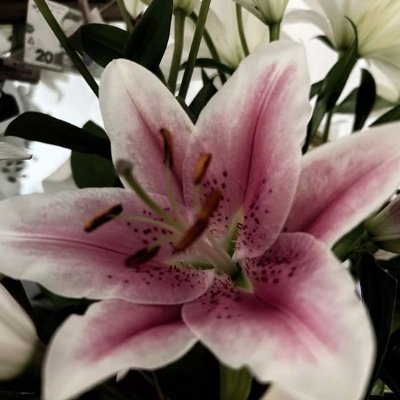 SimantaP72849's profile picture. 