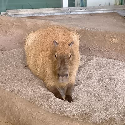 YxRoYG3cmL96555's profile picture. フォロバ後悔勢　基本的にツイ廃をフォローします！　X？なにそれ？？？　ポッキー食べたい　プリングルス押し　ネタツイ　深夜テンション許して〜　
 友達→@salmon_xyz_X