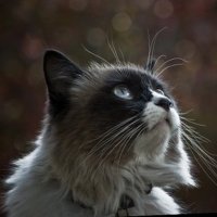 シマシマ (@qs7766) 's Twitter Profile
