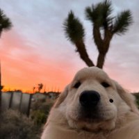 felix alberto troya (@troyafelix) 's Twitter Profile