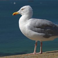 Seagull (@wiganseagull) 's Twitter Profile Photo Seagull (@wiganseagull) 's Twitter Profile Photo