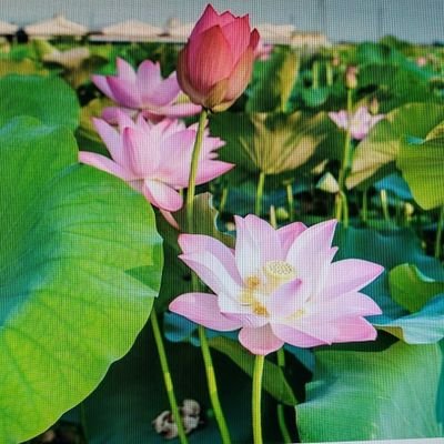 LondonGree24547's profile picture. 