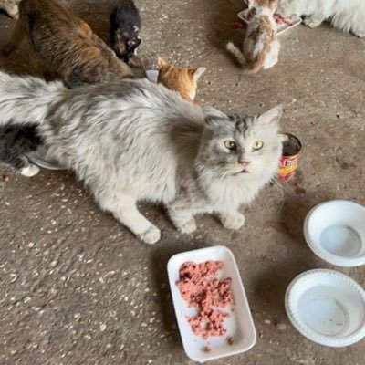 Saving neglected cats 🐾 | Food • Medicine • Shelter 🏡 | Every donation saves a life ❤️ | Join us to make sure #StrayCatRescueFarm
