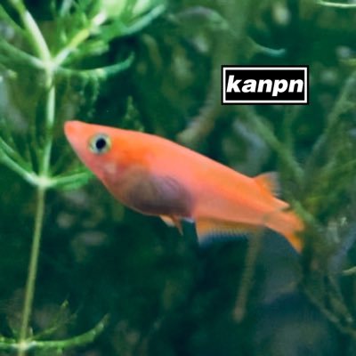 kanpan3912's profile picture. サワディークラップ
