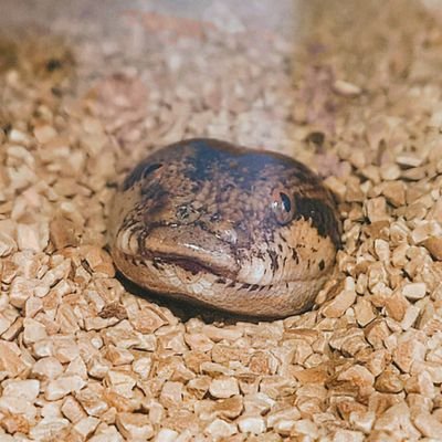 爬虫類6割、趣味4割ぐらいで呟いている雑多なアカウント
⚠️爬虫類への給餌写真や動画を載せているので苦手な方はご注意下さい🐍現在スパムが酷いのでDM&通知閉じてます〜