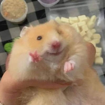 imbeebobear's profile picture. i love tangerines