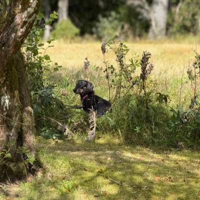 suddigum's profile picture. Här hittar ni mest taxar. tack. och hej.