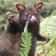 HuckebaizangaII's profile picture. Vの者好きの動物。
@Huckebaizangaの規制対策アカウント
シャドウBAN・サーチBANになったっぽい時に使うよ。