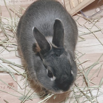 コケシさんのプロフィール画像
