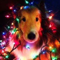 BADGER (@clawedcorral) 's Twitter Profile