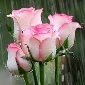 asharfvv's profile picture. I love natural women, I love all porn  stars