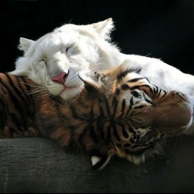 YuLin090120's profile picture. 你太过勇敢安静 我都忘了你正在承受痛苦