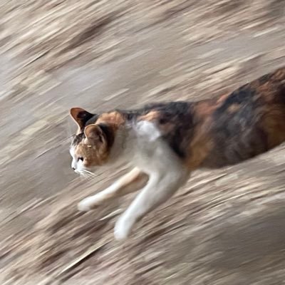 アラサー田舎在住︎︎︎︎♀ 新卒〜正社員(6年)→無職 休職2回(適応障害) 精神科通院中 きょうだい児 スキルなし資格なしの無能